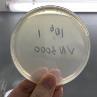 大腸桿菌污染去除 殺滅大腸桿菌  控制食品微生物污染超標