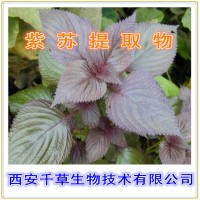 紫蘇提取物 供應植物提取物 定制濃縮浸膏干膏顆粒