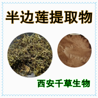 半邊蓮提取物濃縮粉供應(yīng)植物提取物定做蛇利草浸膏