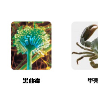 殼聚糖 - Elicityl