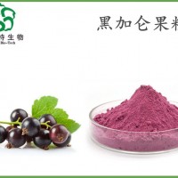 黑加侖果粉 全水溶黑醋栗粉