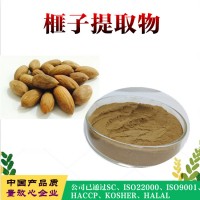 榧子提取物   榧子濃縮粉