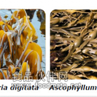 昆布糖/褐藻糖Elicityl惠誠生物優勢供應