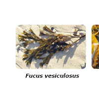 海藻酸Elicityl惠誠生物優勢供應