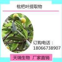 枇杷葉粉 枇杷葉速溶粉現貨廠家