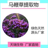 馬鞭草提取物比例提取馬鞭草噴霧干燥粉