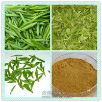 綠茶提取物 綠茶粉 茶多酚
