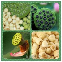 蓮子粉 蓮子提取物 蓮子浸膏