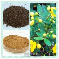 決明子提取物 決明子粉