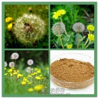 蒲公英提取物  蒲公英粉藥食同源