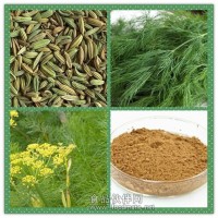 小茴香提取物 小茴香藥食同源
