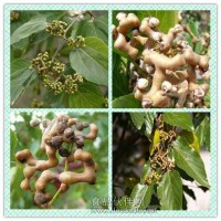 枳?鶴臃 枳?鶴猶崛∥ 枳?鶴詠?嚳?/strong>