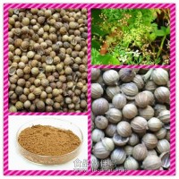 香菜籽濃縮粉 香菜籽提取物