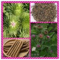 牛蒡子提取物 牛蒡子濃縮粉