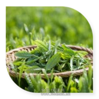 綠茶粉 綠茶噴霧干燥粉綠茶速溶粉