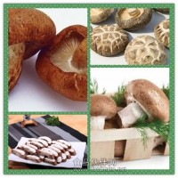 冬菇提取物粉 冬菇濃縮粉