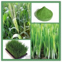 大麥苗濃縮粉 大麥苗提取物