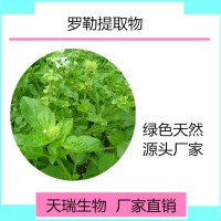 羅勒粉  羅勒浸膏粉噴霧干燥粉 天瑞生物現(xiàn)貨