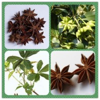 八角提取物粉 八角高倍濃縮粉