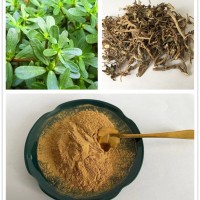 馬齒莧提取物  馬齒莧浸膏