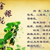 中廣測開展金銀花與山銀花的鑒別