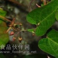 七層樓提取物 娃兒藤