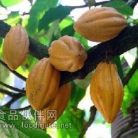 可可提取物