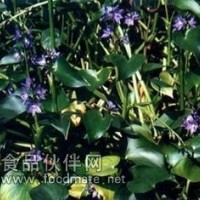 鴨舌草提取物