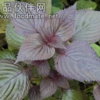 紫蘇粉 紫蘇速溶粉食品藥食同源原料粉