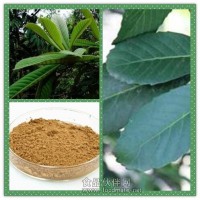 枇杷葉提取物10:1 枇杷葉粉 熊果酸原料廠家批發 現貨包郵