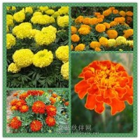 萬(wàn)壽菊提取物粉 萬(wàn)壽菊濃縮粉