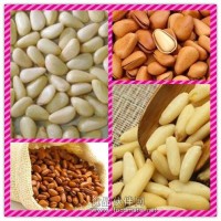 松子仁提取物粉 松子仁濃縮粉