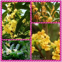 桂花提取物 桂花濃縮粉
