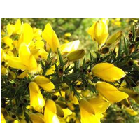 金雀花提取物粉 金雀花濃縮粉 染料木素