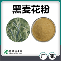黑麥花提取物 噴霧干燥黑麥花粉 濃縮萃取 廠家供應