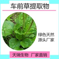 車前草粉 車前草浸膏粉比例提取天瑞生物現貨