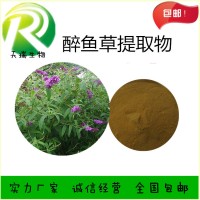 醉魚草提取物10:1 醉魚草粉天瑞植提廠家規格可定制
