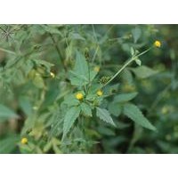 脫力草提取物