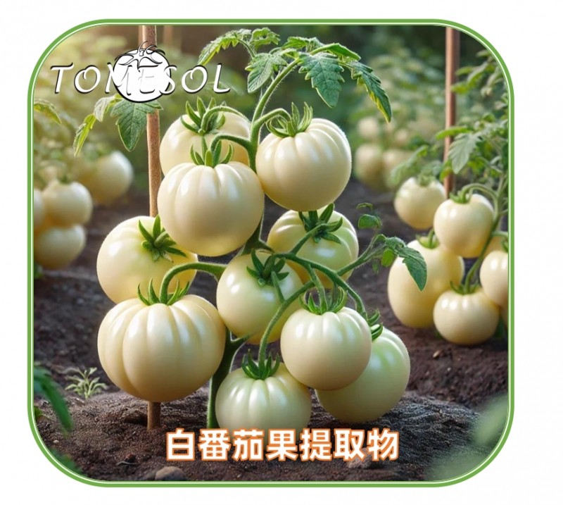 TOMESOL白番茄1