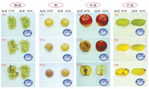 諾福水果保鮮對比照